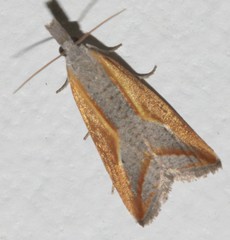 Arotrophora arcuatalis