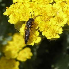 Krombeinopyga pumila