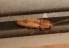 Conoderus vespertinus