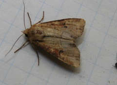 Apamea alia