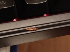 Conoderus vespertinus