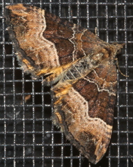 Chrysolarentia lucidulata