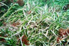 Amphibolis griffithii