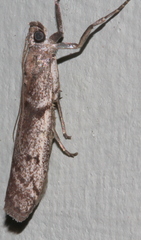 Cryptoblabes hemigypsa