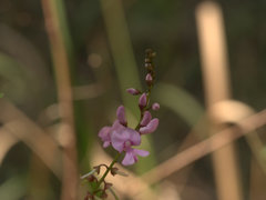 Indigofera baileyi