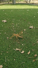 Saga ornata