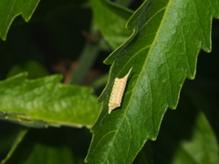 Tropidomantis gressitti