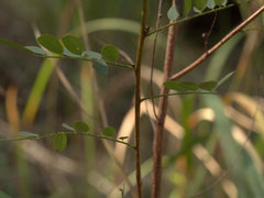 Indigofera baileyi