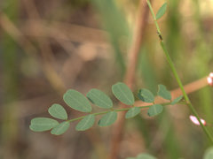 Indigofera baileyi