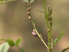 Indigofera baileyi