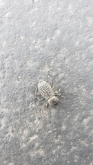 Cryptoglossa variolosa