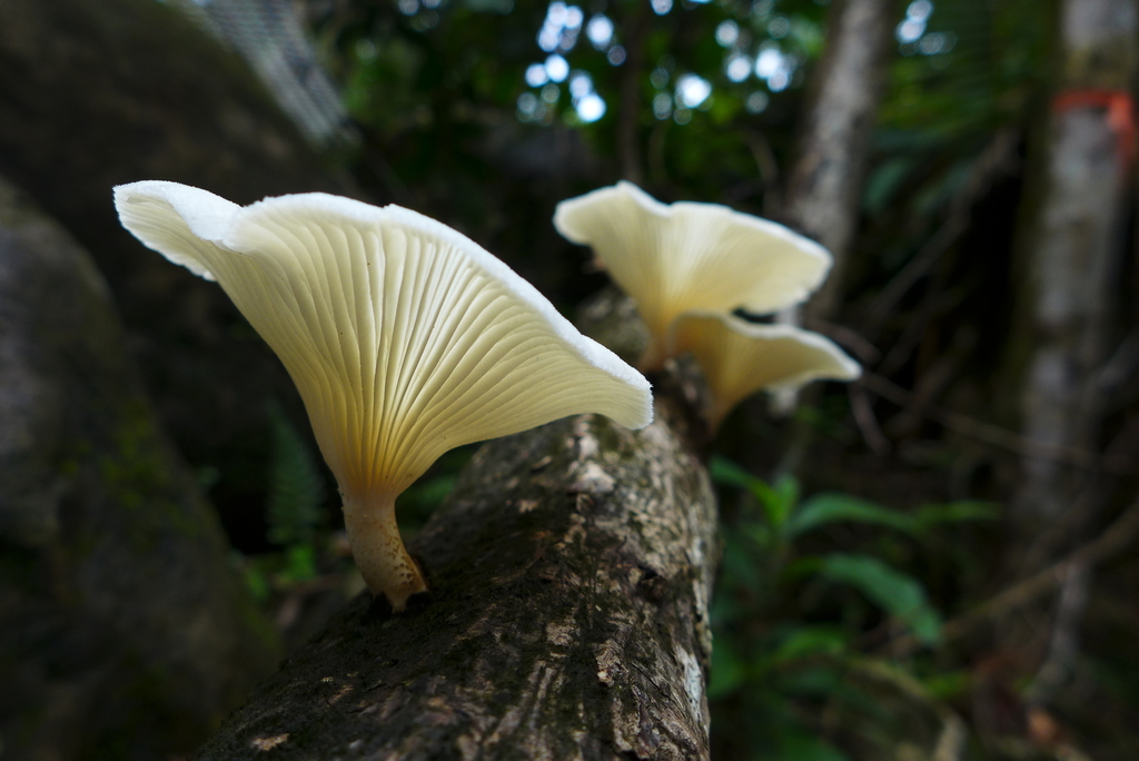 Lentinus scleropus