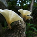 Lentinus scleropus - Photo Δεν διατηρούνται δικαιώματα, uploaded by Chase G. Mayers