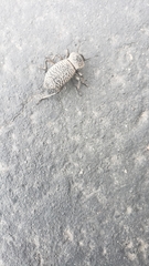 Cryptoglossa variolosa