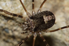 Forsteropsalis inconstans