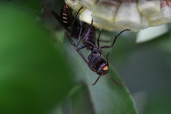 Polistes snelleni