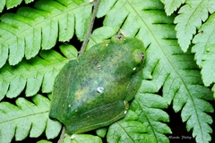 Vitreorana eurygnatha