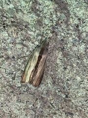 Cucullia convexipennis
