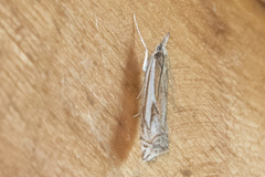 Crambus whitmerellus