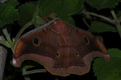 Antheraea