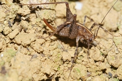 Pleioplectron hudsoni