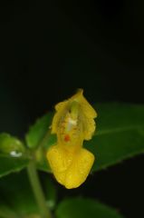 Impatiens dalzellii