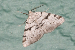 Macaria bitactata