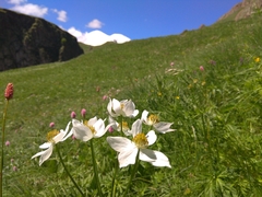 Anemonastrum fasciculatum