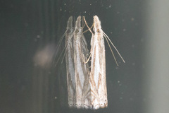 Crambus whitmerellus