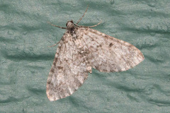 Lobophora