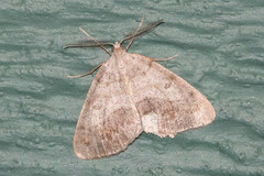 Macaria loricaria