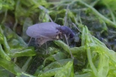 Telmatogeton japonicus
