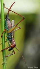 Listroscelis itatiaia