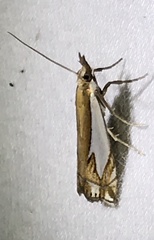 Crambus bidens