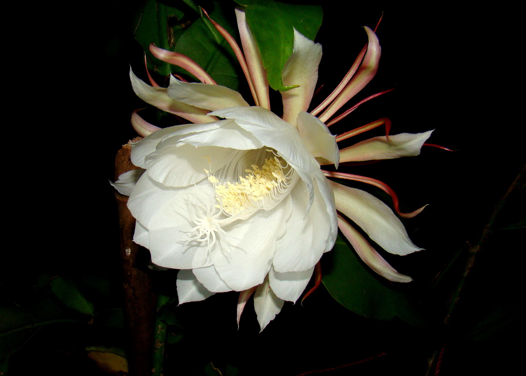 Flor dama da noite: 3 dicas para cuidar da Epiphyllum oxypetalum.