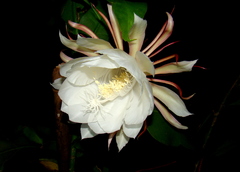 Epiphyllum oxypetalum