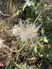 Clematis tangutica