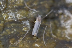 Telmatogeton japonicus