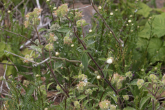 Phacelia heterophylla