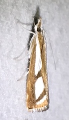 Catoptria latiradiellus