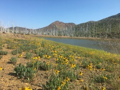 Rudbeckia glaucescens