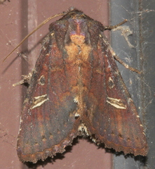 Neumichtis adamantina