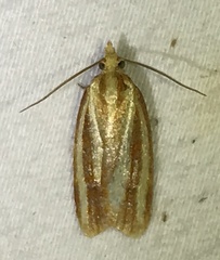 Sparganothis tristriata