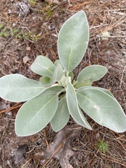 Lupinus westianus