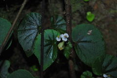 Begonia hirtella