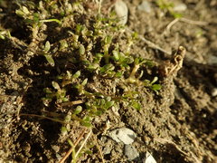 Gratiola sexdentata