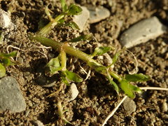 Gratiola sexdentata