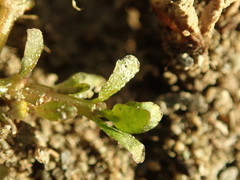 Gratiola sexdentata