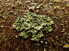 Phaeophyscia hispidula