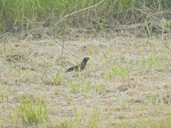 Acridotheres tristis